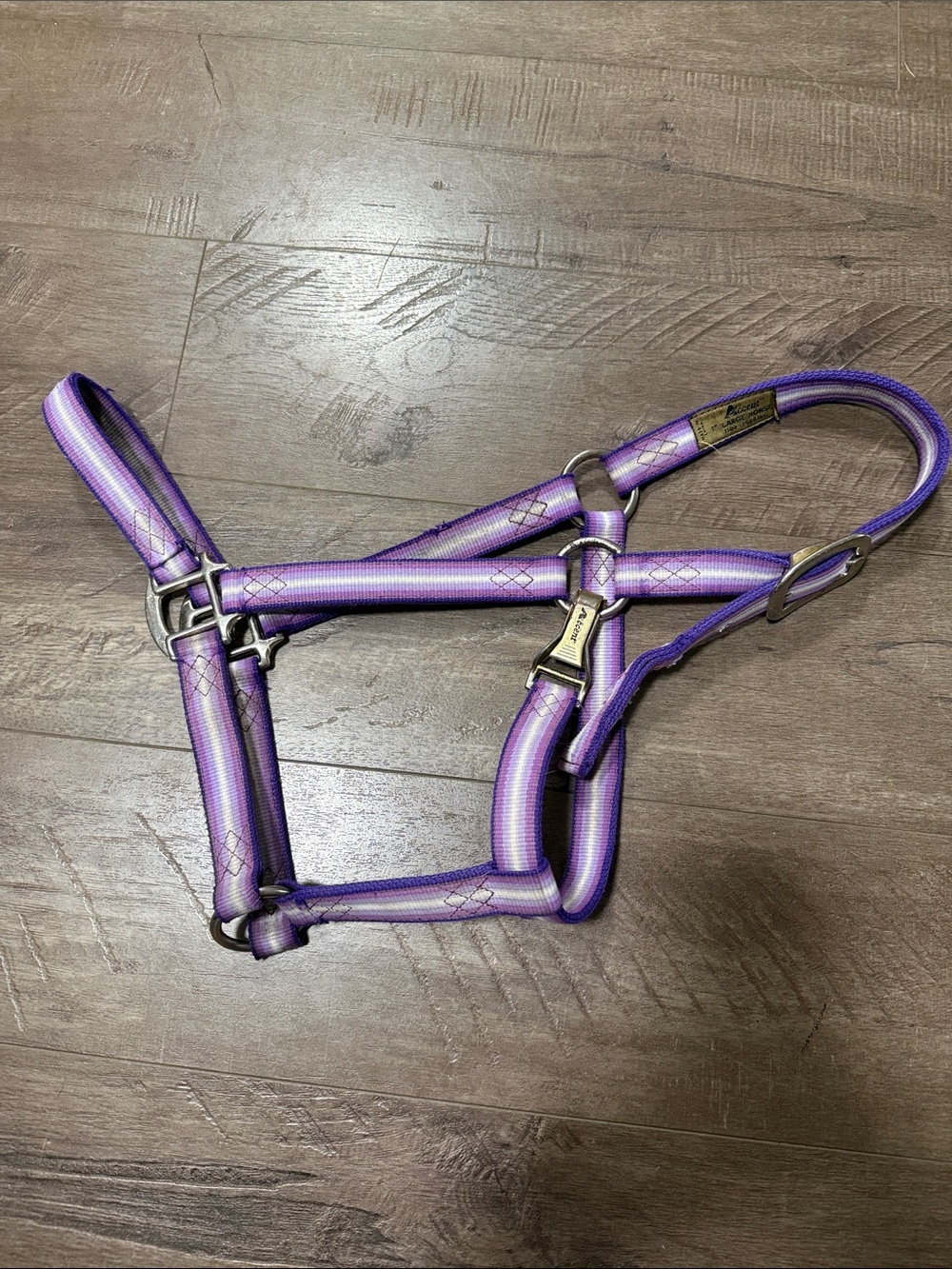 Accent Large 1” Purple Nylon Horse Halter with Silver Hardware